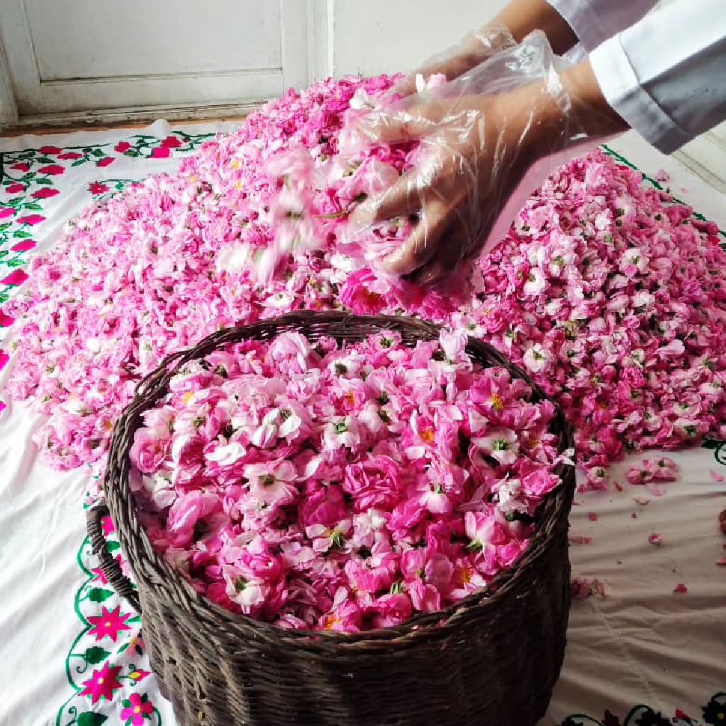 گل محمدی مواد اولیه در صنعت عطرسازی